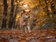 A small brown dog is walking through a forest with leaves on the ground. The dog is looking ahead, possibly searching for something or just enjoying the walk. The scene has a peaceful and serene mood