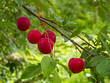 A close-up shot of vibrant red plums hanging from a branch, surrounded by green leaves, against a blurred natural background.