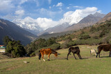 Fototapeta  - Horses grazing in the alpine area