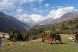 Fototapeta  - Horses grazing in the alpine area