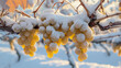 Ripe grapes covered by snow growing in vineyard in winter