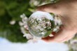 Hand holds a glass ball and behind it you can see an apple blossom