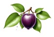 Plum Illustration Digital Fruit Painting Isolated Background Graphic Vegan Healthy Food Design