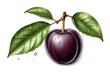 Plum Illustration Digital Fruit Painting Isolated Background Graphic Vegan Healthy Food Design