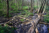 Fototapeta  - river pool in deciduous forest in spring
