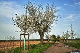 Fototapeta  - Dirt road and white flowering fruit trees in spring