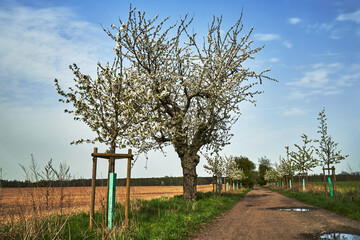 Wall Mural - Dirt road and white flowering fruit trees in spring