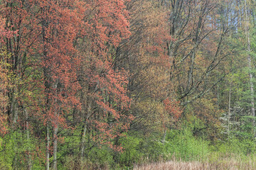 Wall Mural - Landscape of spring forest with maples on the shoreline of Douglas Lake, Michigan, USA