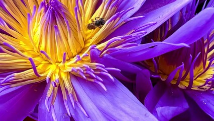 Wall Mural - 4K bird's-eye view of multi-colored lotus flowers and bees nature background	
