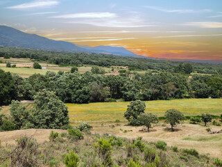 Wall Mural - Trees at sunset