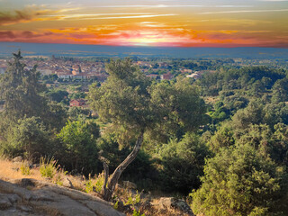 Wall Mural - Trees at sunset