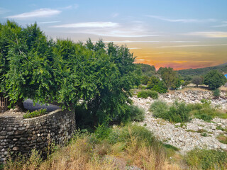 Wall Mural - Trees at sunset