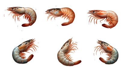 collection of shrimp on transparent background 