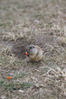 A gopher is gnawing on a carrot