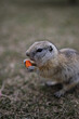 A gopher is gnawing on a carrot