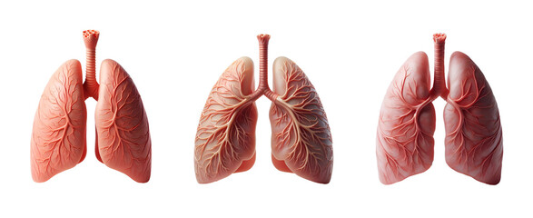 collection of human head cross section, lungs on isolates          
background 