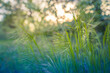 Beautiful close up ecology nature landscape with meadow. Abstract grass background. Abstract natural freshness with beauty blurred bokeh environment. Inspirational nature concept
