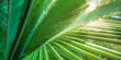 Closeup tropical palm leaf and shadows, exotic abstract natural green lush background, dark tone textures. Sunshine garden park plant summer foliage panoramic banner wallpaper. Inspire relaxing nature
