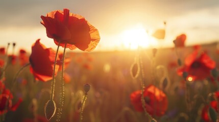 Poster - Field of vibrant red flowers at sunset