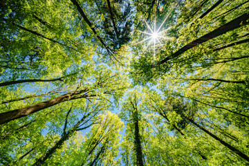 Wall Mural - Admiring the sun peeking through the forest canopy of trees