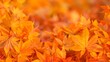 Vibrant Maple Leaves Blanketing Autumn Landscape
