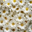 Vibrant White Daisy Flowers Filling a Tranquil Floral Background
