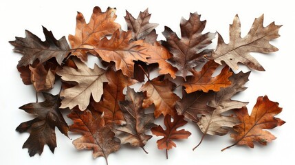 Sticker - Autumn oak leaves collection on white background Bundle of dried oak leaves for design purposes