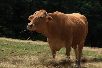 cow in the field