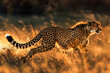 Running Cheetah.  Generated Image.  A digital rendering of a single cheetah sprinting through the grasslands on the edge of the jungle.  Nature photography.