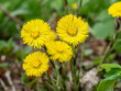 Coltsfoot, Tussilago Farfara closeup image. Beautiful yellow foalfoot flower. Spring in the wild meadow