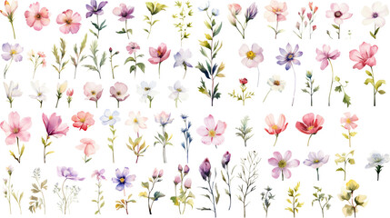 Wall Mural - set of watercolor wildflowers painting isolated on clear png background and transparent background. 