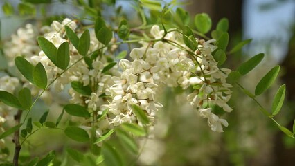 Wall Mural - Black locust tree in bloom in spring