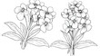 Outlined lungworts flowers vintage botanical engrav