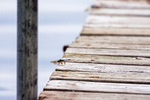 Selective Focus On A Blue Dasher Dragonfly Sitting On An Old Dock. Copy Space.