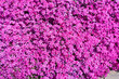 Flower grass, little pink flowers background
