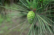 Close-up light green pine cones