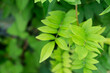 green leaves background. rattan vines