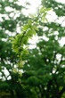 green rattan vine leaves