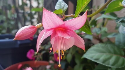 Poster - Pink blossom blooms in pot