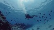 a scuba diver enjoy diving with red sea fish 