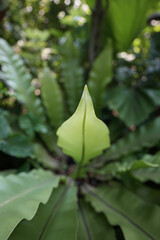 Wall Mural - Bird’s nest fern leaves closeup