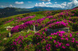 Majestic flowering alpine pink rhododendron fields on the slope, Romania