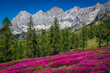 Blooming fragrant pink rhododendron flowers in the Alps, Austria