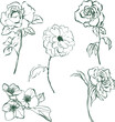 Vector linear flower set of ranunculus, rose, peony and jasmine. Hand painted floral elements of wildflowers isolated on white background. Holiday Illustration for design, print, fabric or background.