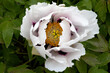 Peony. Macro of pink white peony. Large flower in summer garden. Summer nature. Peony blossom. Peonies are blooming, peonies blooming. Close-up photo flower. Wallpaper with pink, white spring flowers