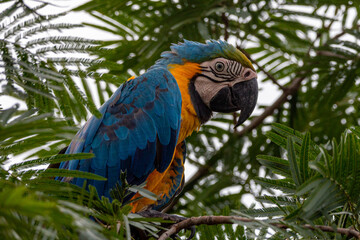 Wall Mural - blue and yellow macaw