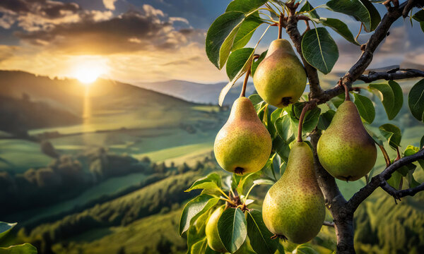 Pears growing on a tree closeup in the sun, blurred background