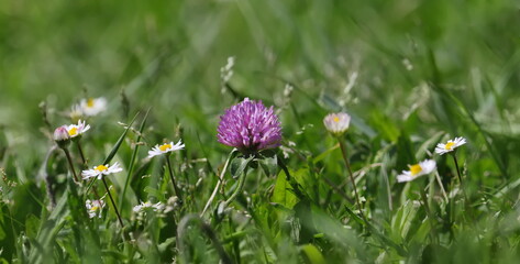 Wall Mural - Clover, trefoil flowers with chamomile, herbal plant background
