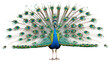 Peacock displaying its spectacular tail feathers with iridescent eye patterns on a white background.