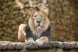 A portrait of a lion sitting and looking straight at the camera 